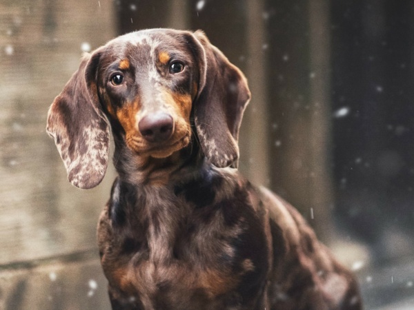 Bürohund Paul - Feel-Good-Manager Schrauben Figge